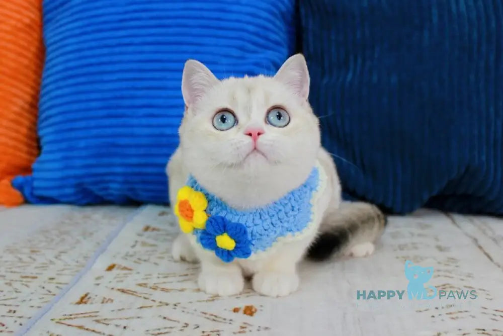 Isida Scottish Straight female chocolate golden ticked tabby pointed bicolour - live animals