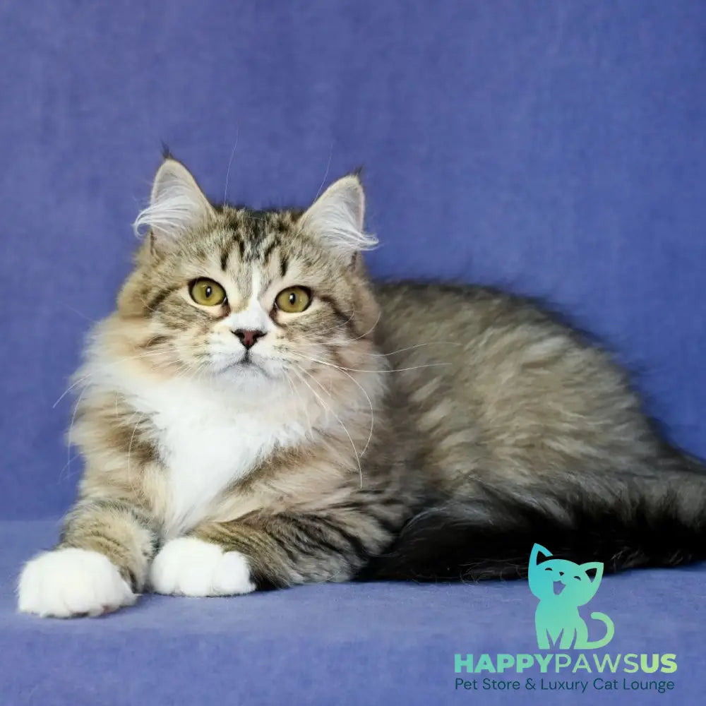 Iskorka Siberian female black spotted tabby bicolour - live animals