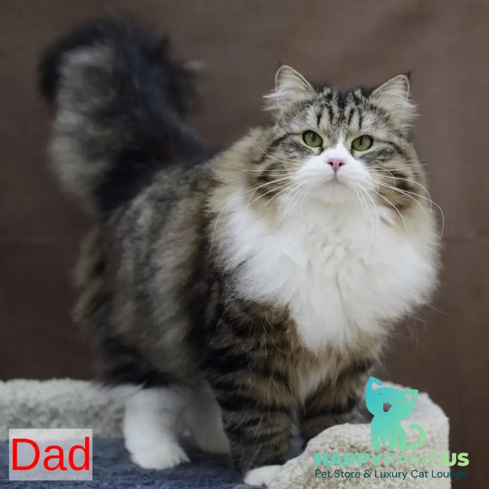 Iskorka Siberian female black spotted tabby bicolour - live animals