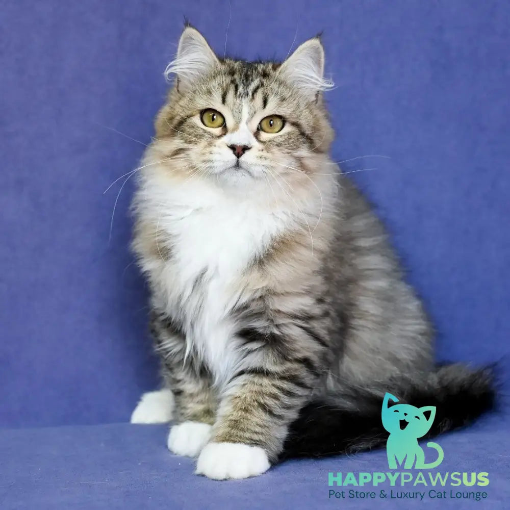 Iskorka Siberian female black spotted tabby bicolour - live animals