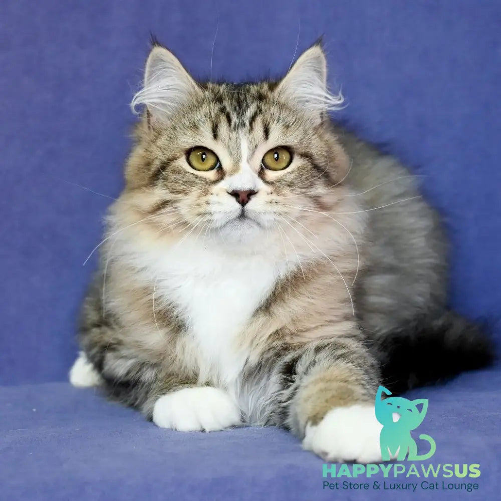 Iskorka Siberian female black spotted tabby bicolour - live animals