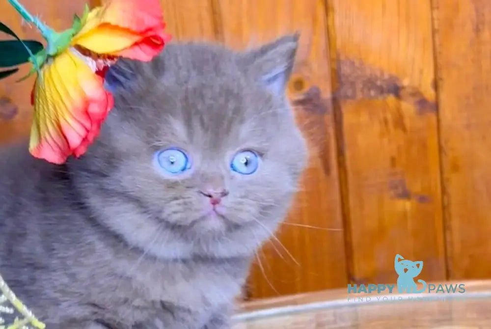 Iskra British Shorthair female cinnamon live animals