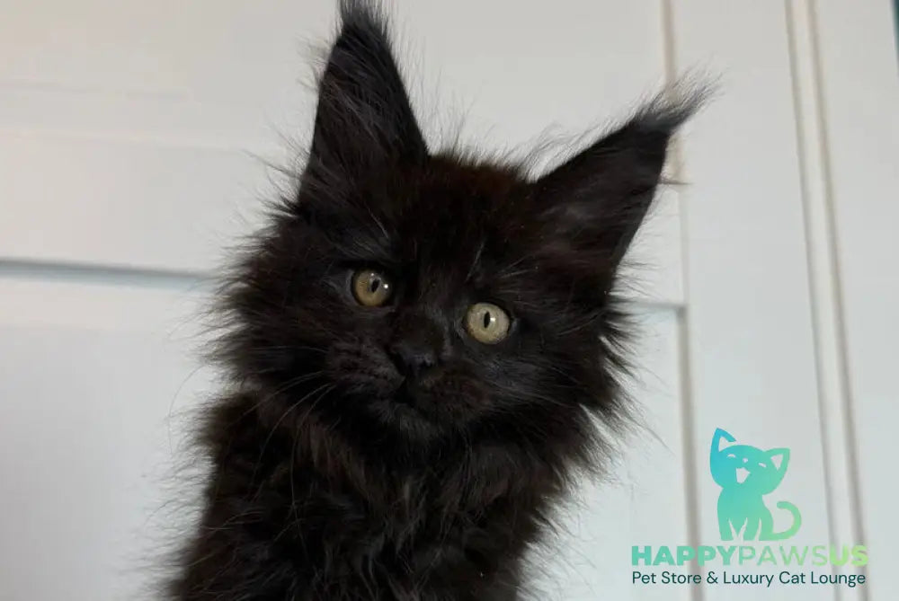 Iskra Maine Coon female black silver live animals