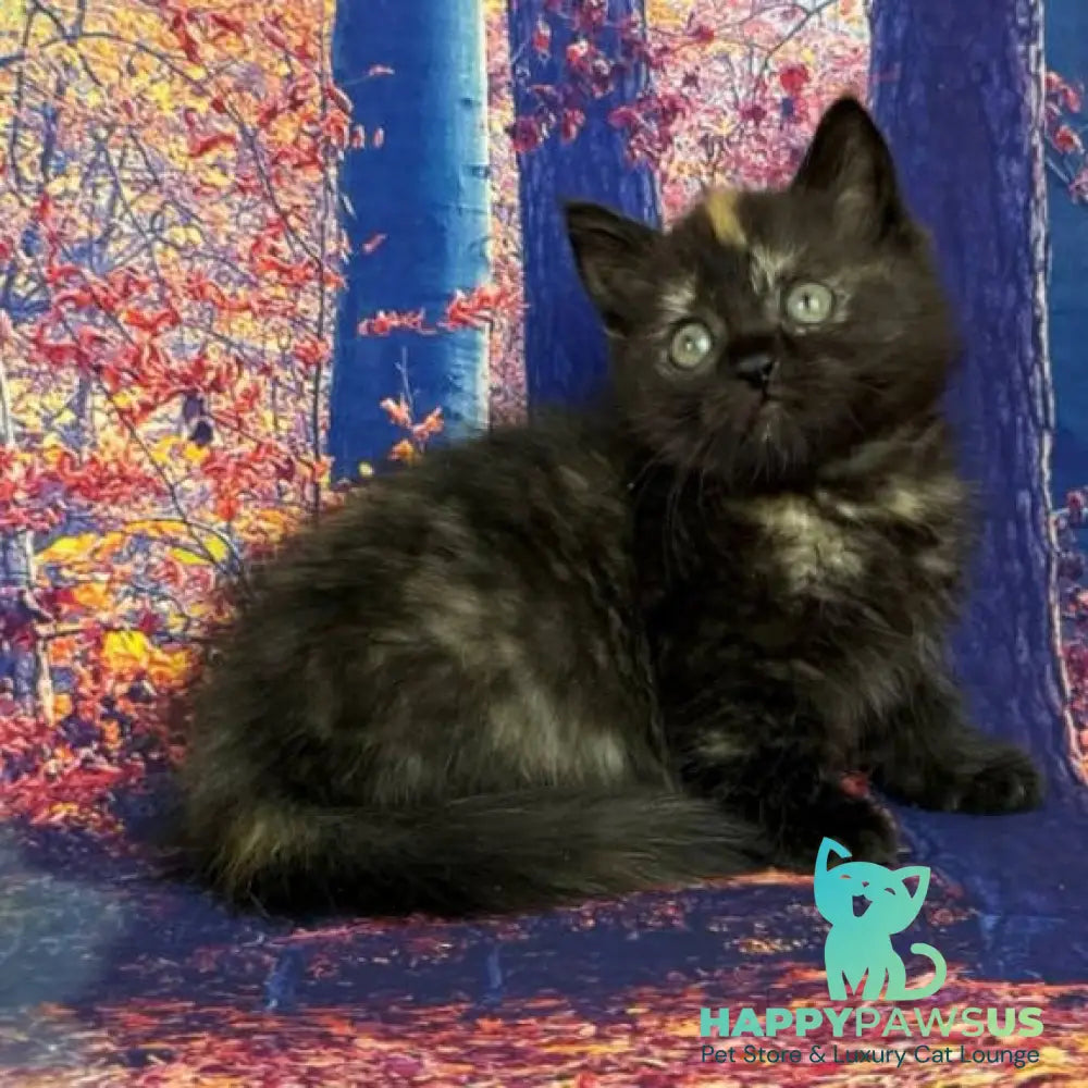 Iskra Munchkin female black tortie - live animals