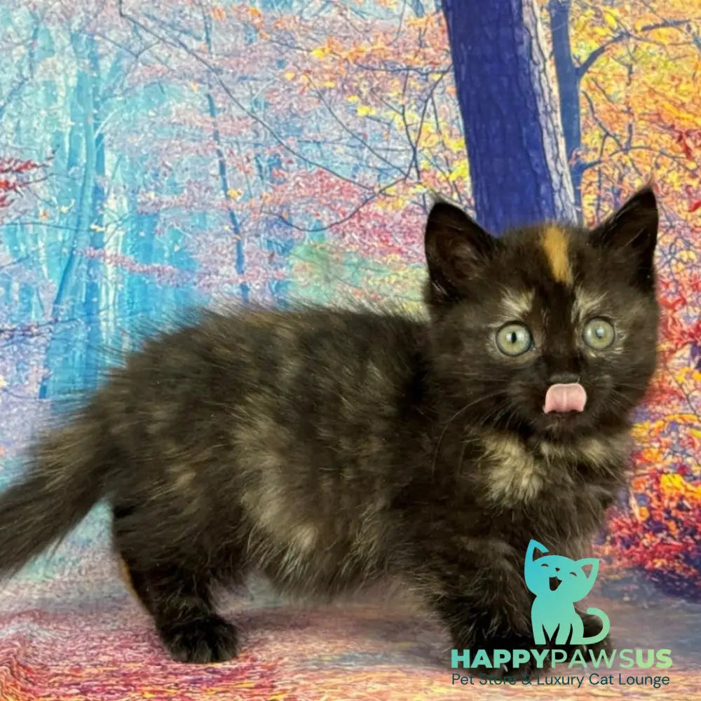 Iskra Munchkin female black tortie - live animals