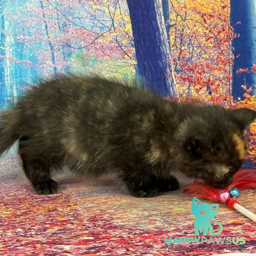 Iskra Munchkin female black tortie - live animals