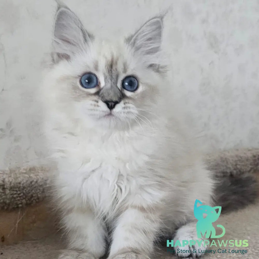 Iskra Siberian female black tabby pointed - live animals
