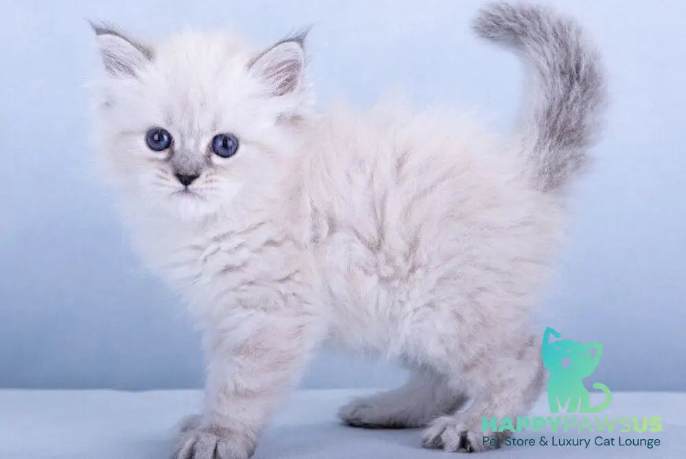Iskra Siberian female black tabby pointed - live animals