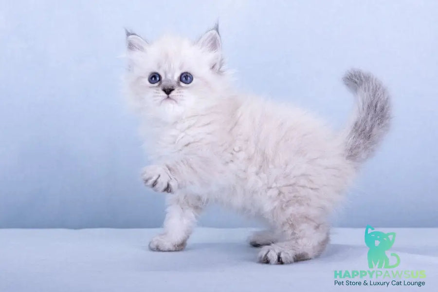 Iskra Siberian female black tabby pointed - live animals
