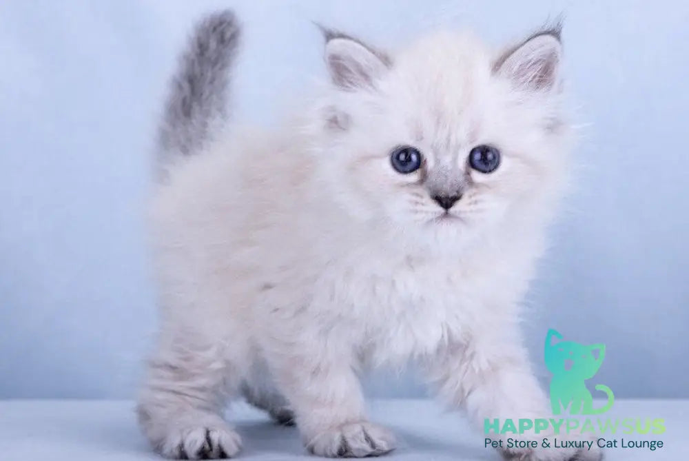 Iskra Siberian female black tabby pointed - live animals