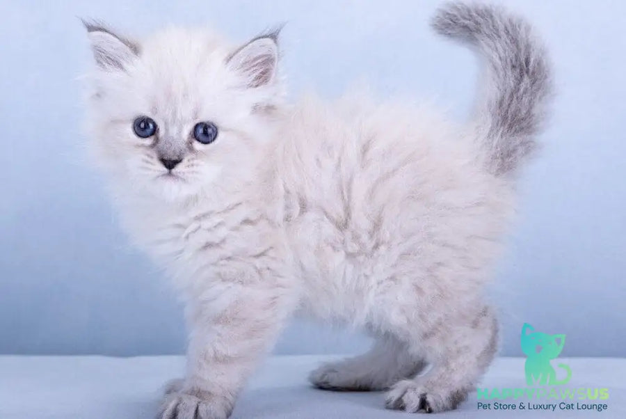 Iskra Siberian female black tabby pointed - live animals