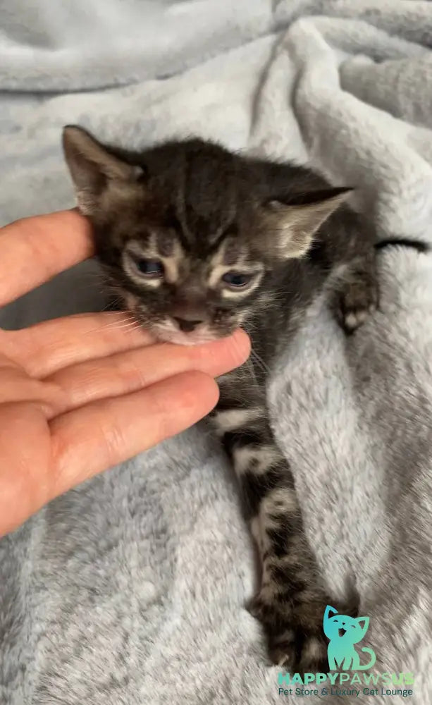 Isolde Bengal female black amber spotted tabby live animals