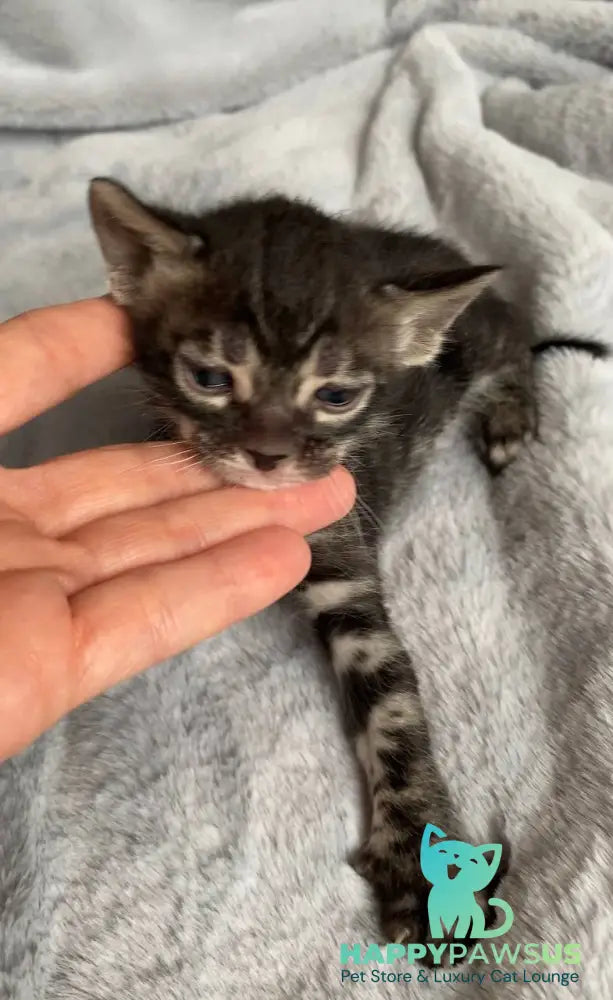 Isolde Bengal female black amber spotted tabby live animals