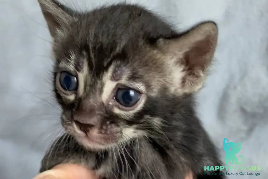 Isolde Bengal female black amber spotted tabby live animals