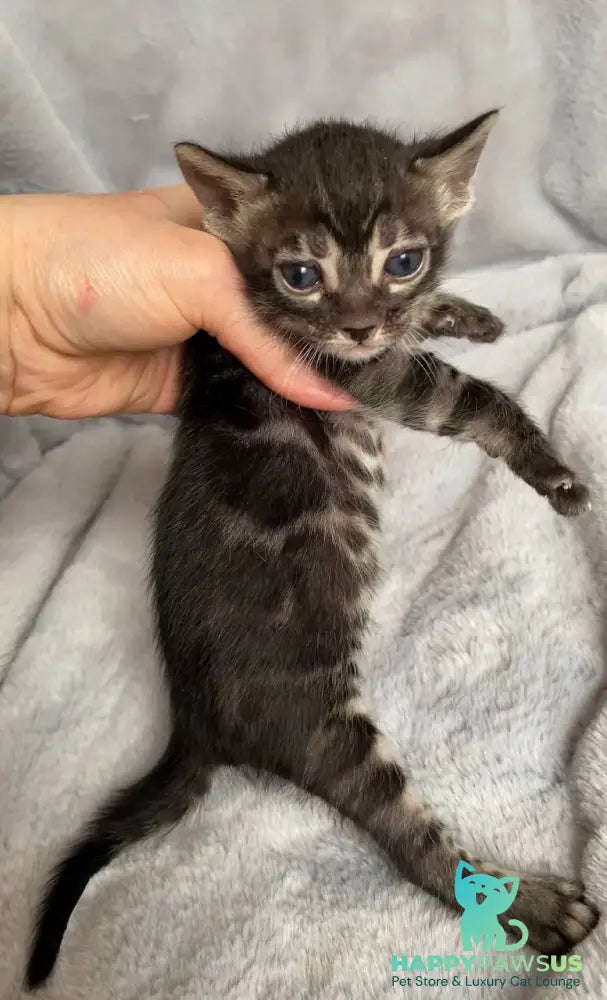 Isolde Bengal female black amber spotted tabby live animals