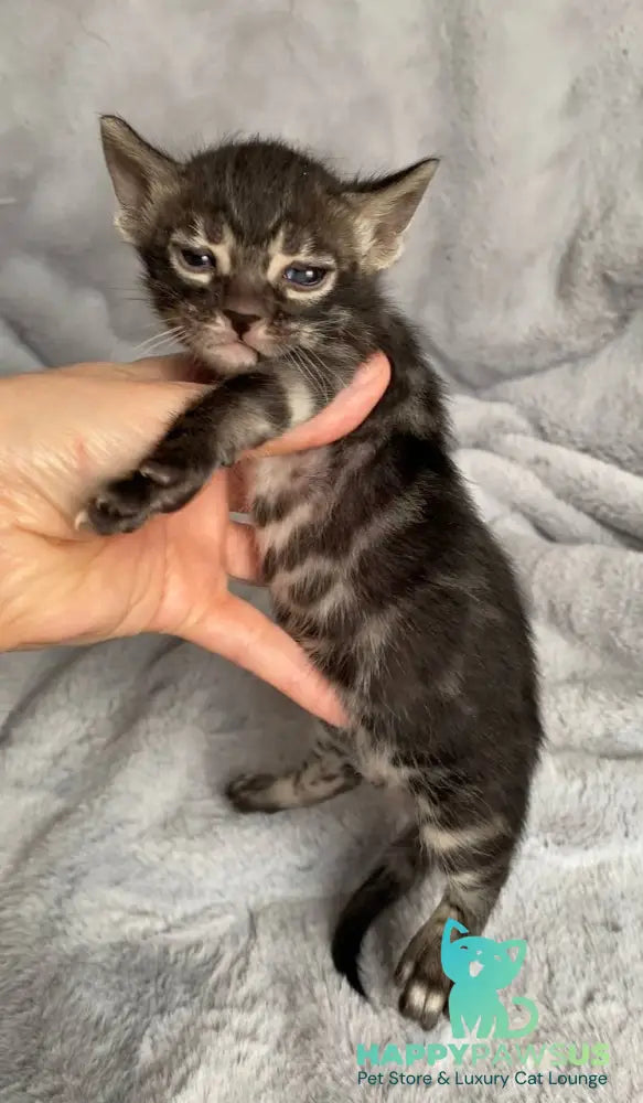 Isolde Bengal female black amber spotted tabby live animals