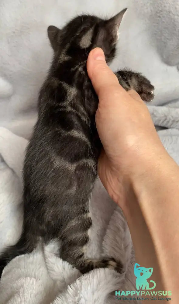 Isolde Bengal female black amber spotted tabby live animals
