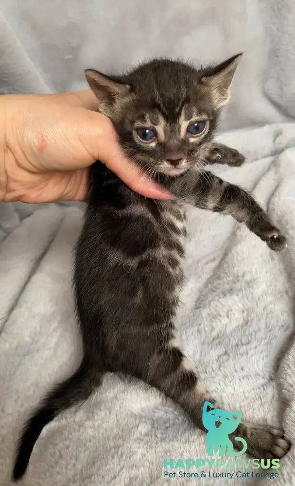 Isolde Bengal female black amber spotted tabby live animals