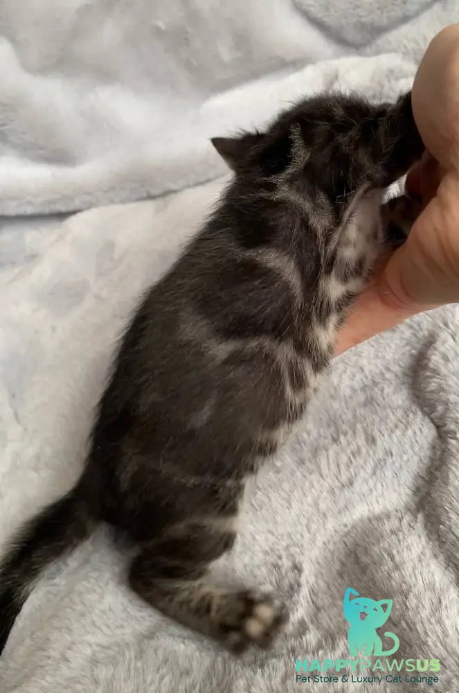 Isolde Bengal female black amber spotted tabby live animals