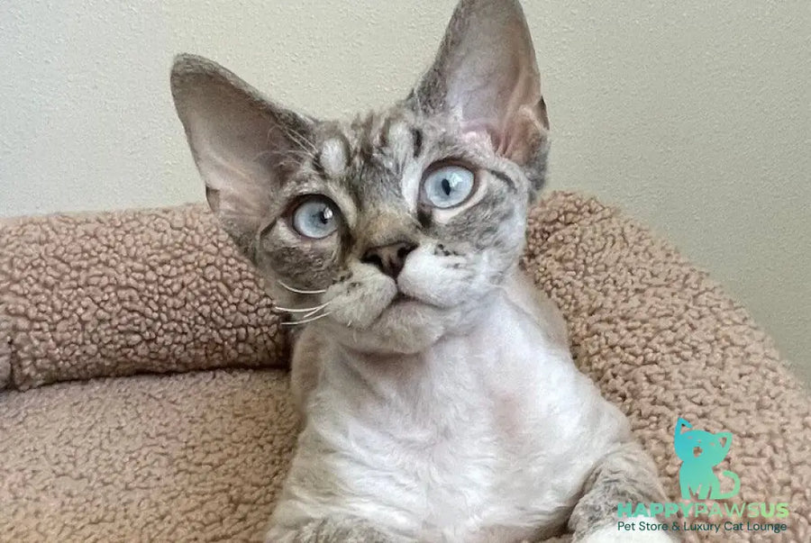 Isolde Grace Devon Rex female chocolate bicolour tabby pointed - live animals