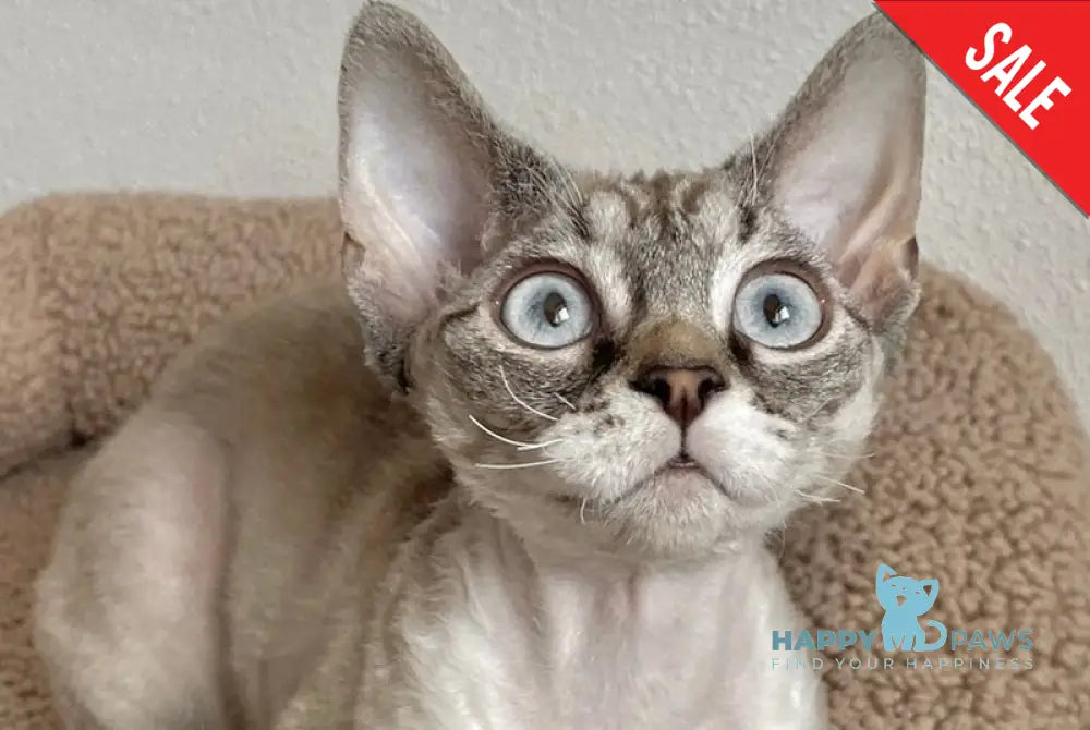 Isolde Grace Devon Rex female chocolate bicolour tabby pointed - live animals
