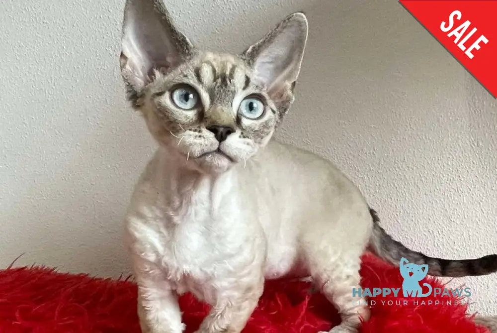 Isolde Grace Devon Rex female chocolate bicolour tabby pointed - live animals