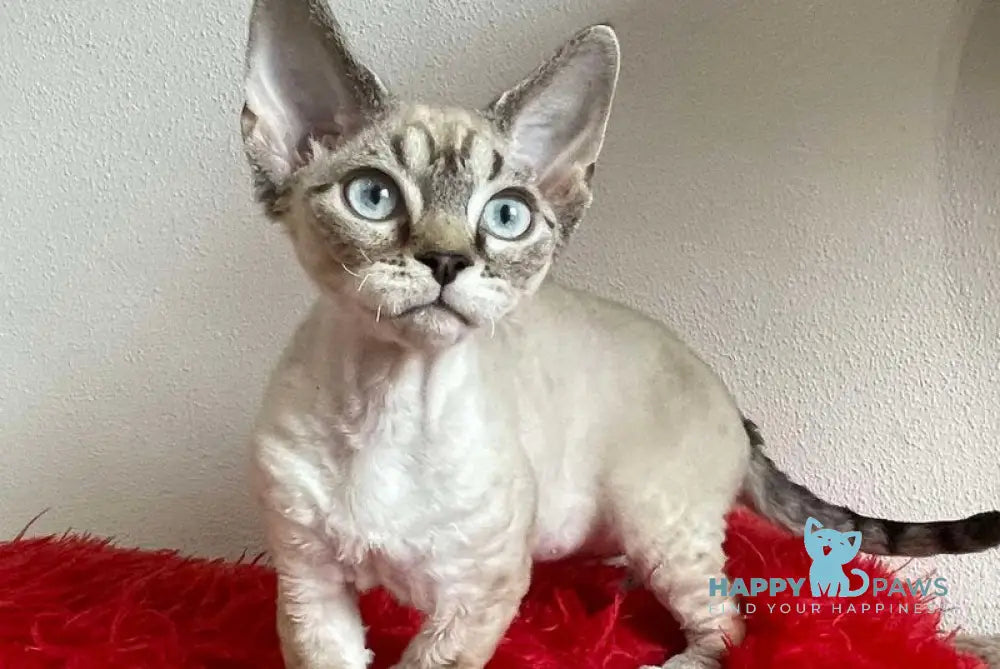 Isolde Grace Devon Rex female chocolate bicolour tabby pointed - live animals