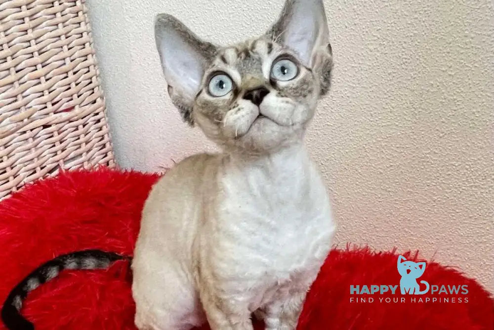 Isolde Grace Devon Rex female chocolate bicolour tabby pointed - live animals