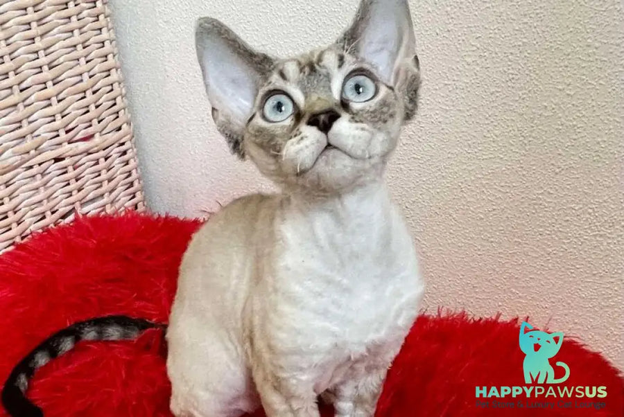 Isolde Grace Devon Rex female chocolate bicolour tabby pointed - live animals