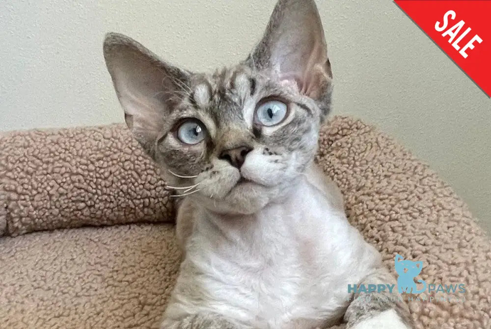 Isolde Grace Devon Rex female chocolate bicolour tabby pointed - live animals