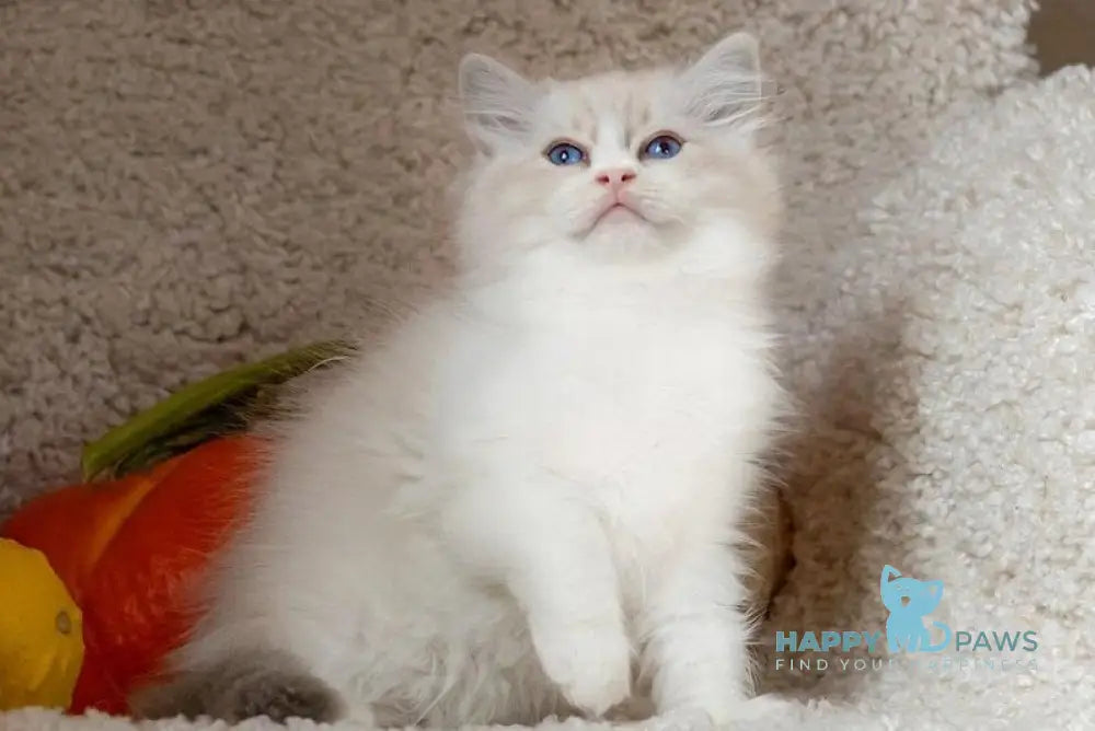 Issa Ragdoll female blue mitted lynx live animals