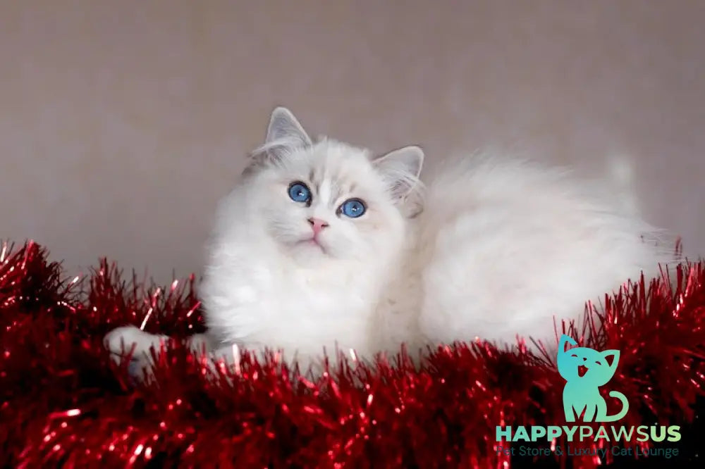 Issa Ragdoll female blue mitted lynx live animals