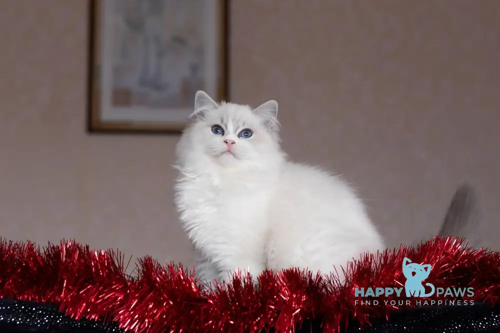 Issa Ragdoll female blue mitted lynx live animals