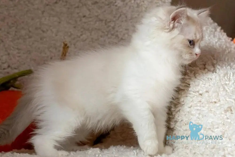 Issa Ragdoll female blue mitted lynx live animals