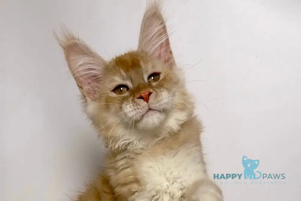 Issac Maine Coon male red silver live animals