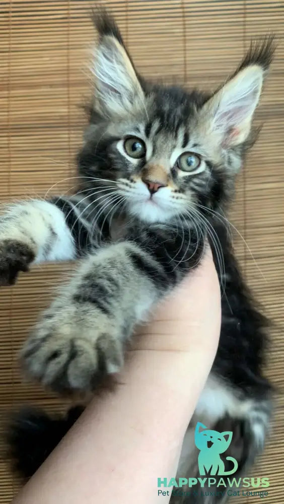 Itaka Maine Coon female black tabby live animals