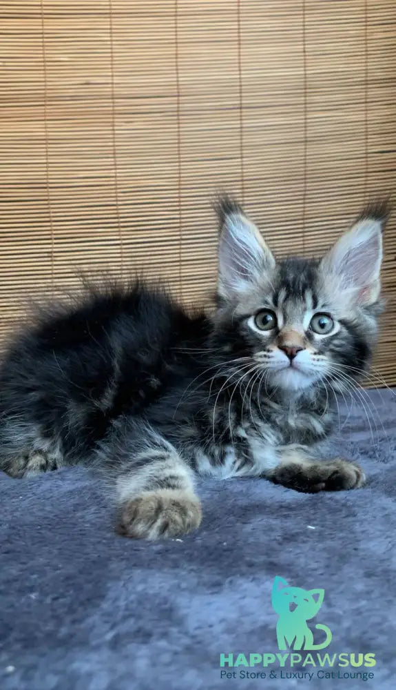 Itaka Maine Coon female black tabby live animals