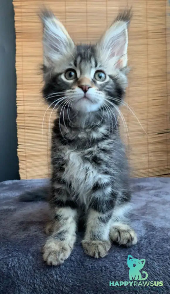 Itaka Maine Coon female black tabby live animals