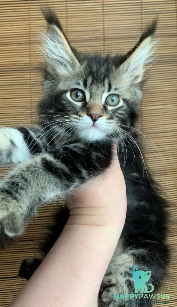 Itaka Maine Coon female black tabby live animals