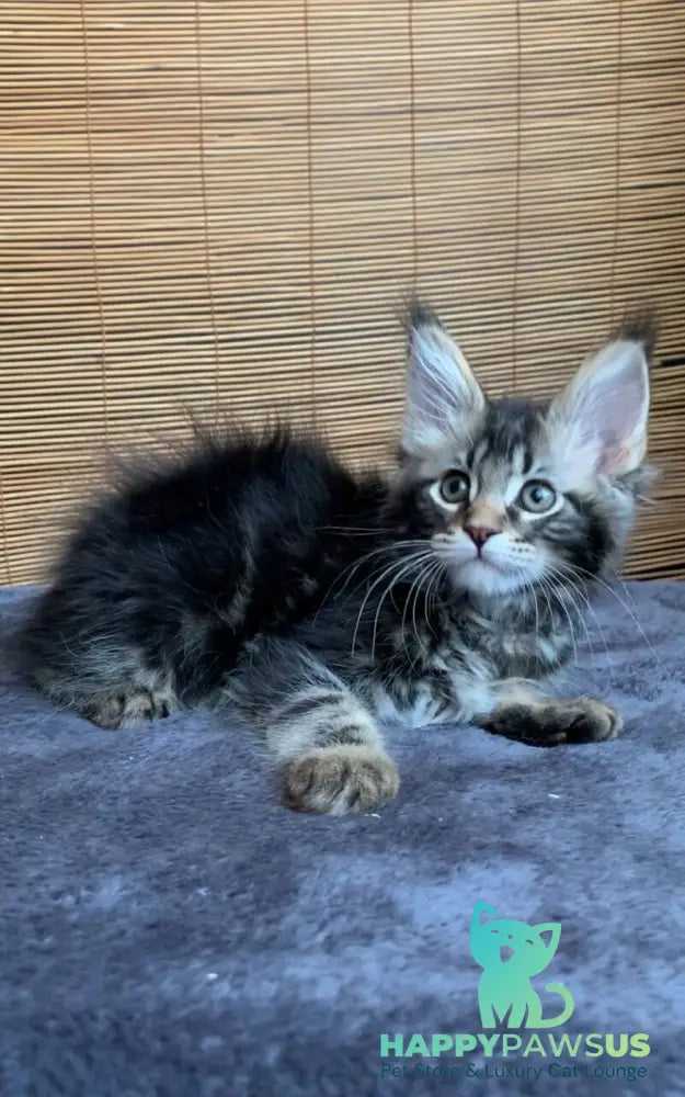 Itaka Maine Coon female black tabby live animals