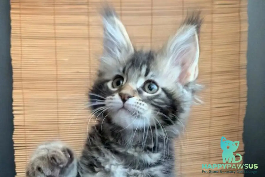 Itaka Maine Coon female black tabby live animals