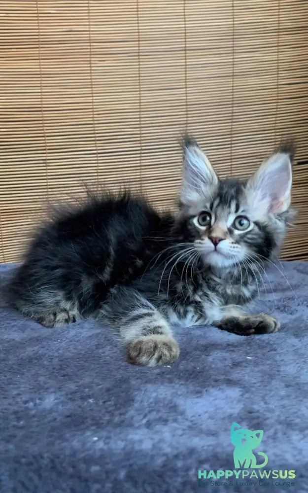 Itaka Maine Coon female black tabby live animals