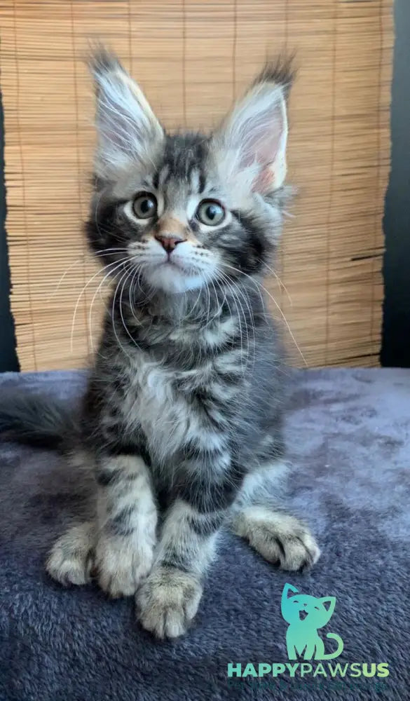 Itaka Maine Coon female black tabby live animals
