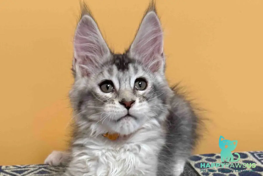 Italy Maine Coon female black tortie silver ticked tabby live animals