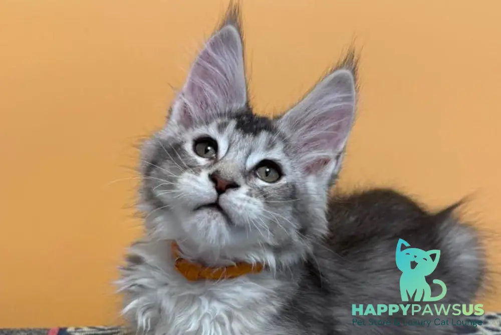 Italy Maine Coon female black tortie silver ticked tabby live animals