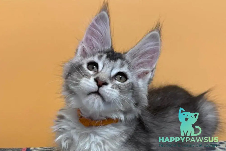 Italy Maine Coon female black tortie silver ticked tabby live animals