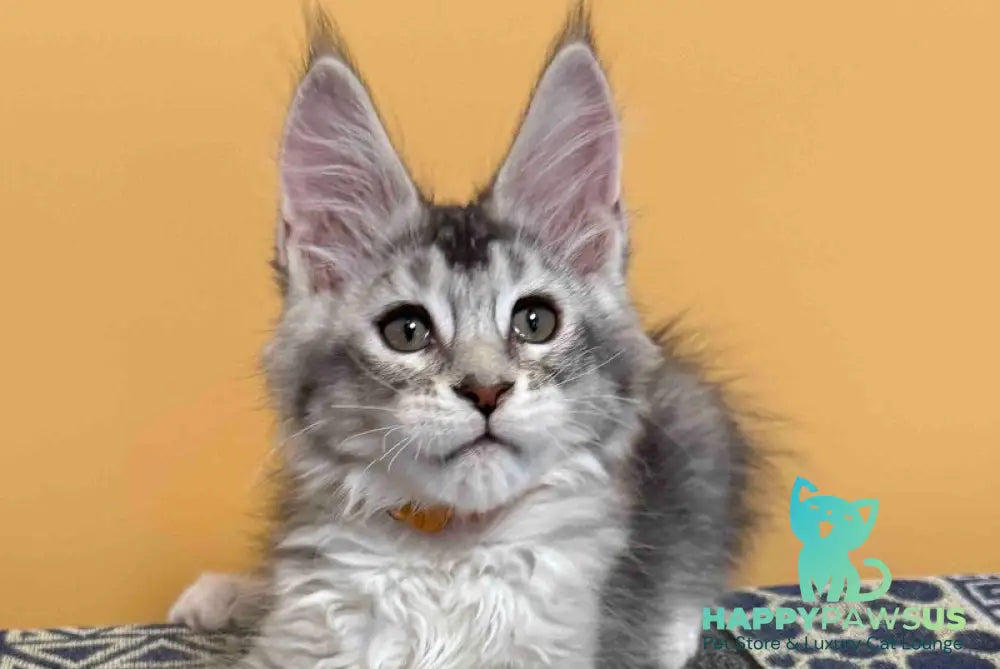 Italy Maine Coon female black tortie silver ticked tabby live animals