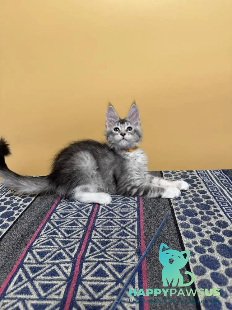 Italy Maine Coon female black tortie silver ticked tabby live animals