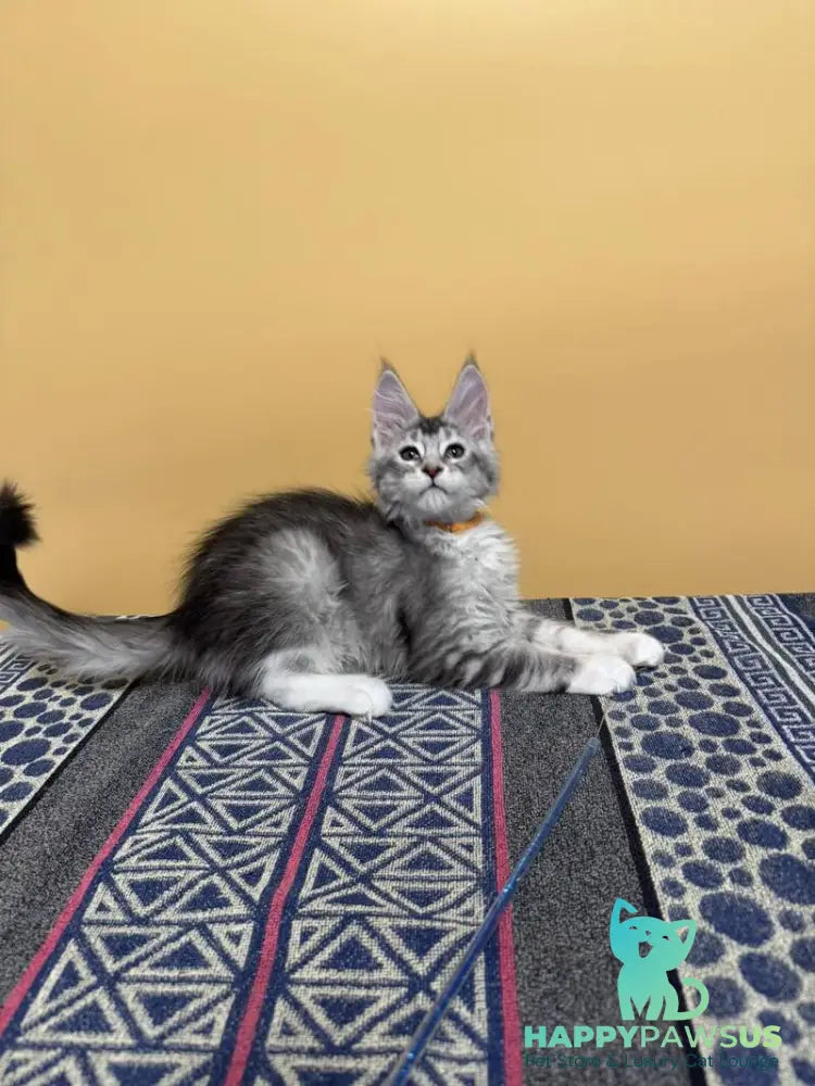 Italy Maine Coon female black tortie silver ticked tabby live animals