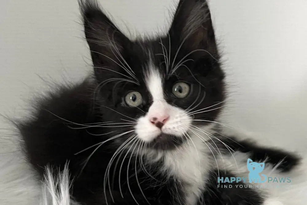 Itan Maine Coon male black bicolour live animals